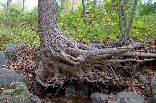 This tree is clinging to the banks of the stream with its roots. Obviously, it's been growing this way for quite some time.