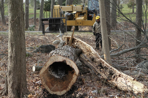 The extended arm of the Hi-Lo telescoped in, dragging the hickory trunk out of the woods.