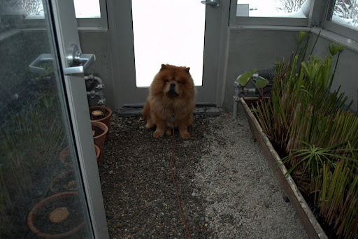 G.K. loves the snow and was very happy to join me for this snowy farm tour. We made a stop in the greenhouse, entering through the front door.