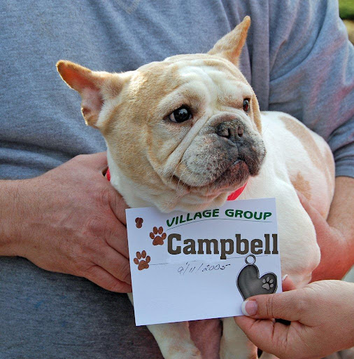 Campbell at intake - Most people want the soup I'm named after when they don't feel well. All I need is a vet examination, heart-worm meds, vaccinations, and that spay treatment... Please help me.