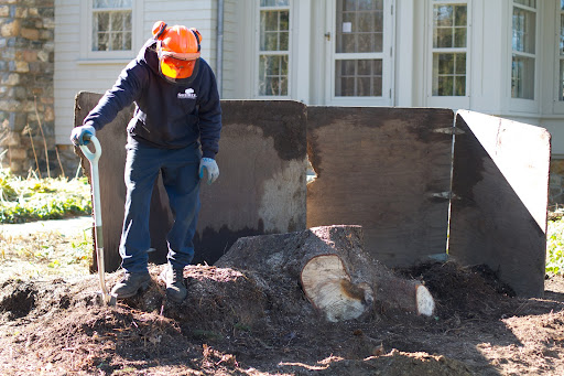 SavATree came to deal with the giant stump. Last week, all of the shade plants surrounding it were relocated and my farm crew worked on sawing off many of the large roots.