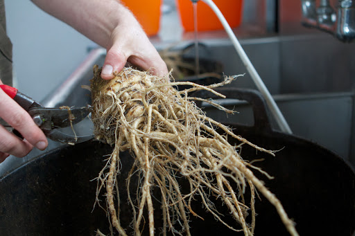When shopping for celeriac, lift it and feel its weight. It should be firm and heavy; never soft, shriveled, or bruised.