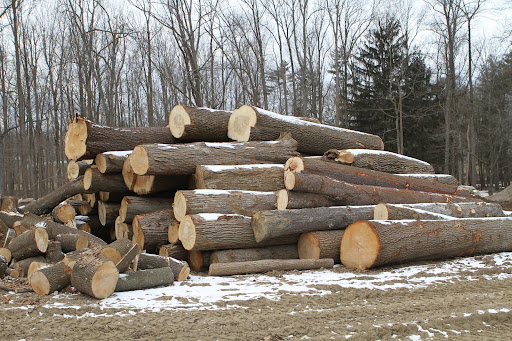 The logs on the right hand pile are straight and strong and are all good candidates for the sawmill to cut into useful lumber.