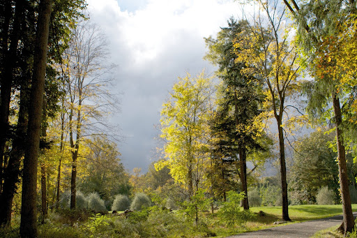 The yellow leaves were glowing against the stormy clouds.