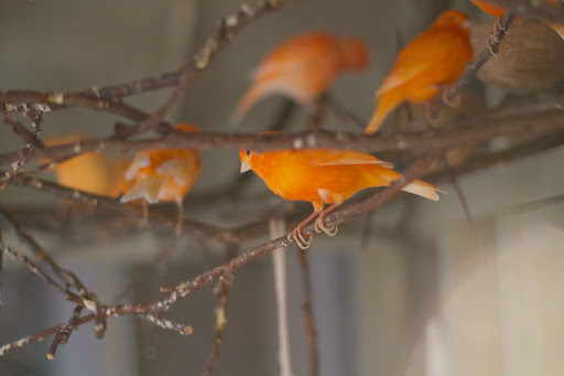I got my first canaries about fourteen years ago from our pet expert, Marc Morrone, who acquired them from a breeder in Belgium.