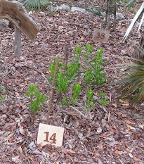 Gundlachia corymbosa - Common Names: Horse Bush - This semi-woody herb/shrub is used in the Bahamas to treat pain, dermatological problems (blisters from Poison wood and Manchineel), as well as for colds and flu.