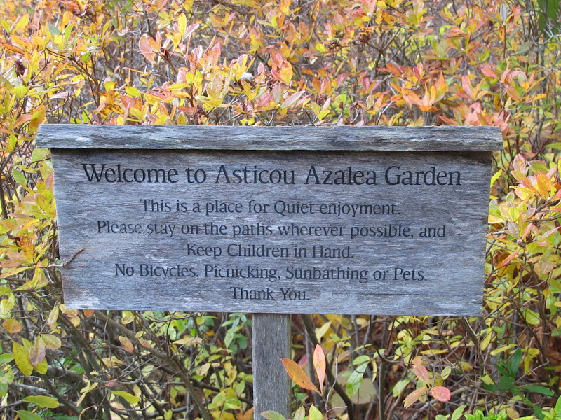 A Visit to Asticou Azalea Garden in Maine - The Martha Stewart Blog