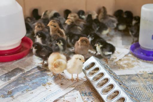 The chicks quickly found their food, as well. Their diet is a nutritious organic chick starter, formulated with everything these little birds need to grow into healthy layers.