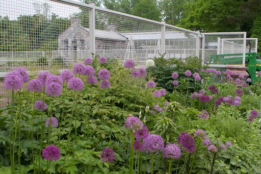 Many allium flowers are in full bloom. Allium come in many sizes, from inch-wide heads to large ball-sized bloom clusters.