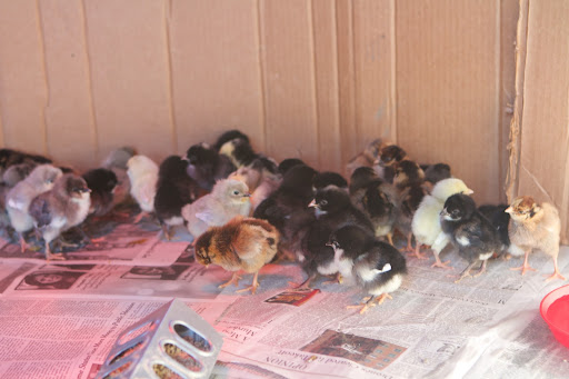 Chickens start to lay eggs about 4 or 5 moths of age. Young chickens are called pullets and pullets lay small-size eggs.