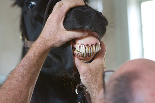 Taking a good look at the front chompers. These large incisors are used for cutting grasses when grazing and rarely need any sort of adjustments.
