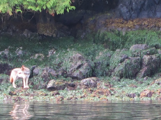There were plenty of other things to see - bald eagles and blue herons. There were also packs of wolves walking along island shores as we headed out to deeper waters.