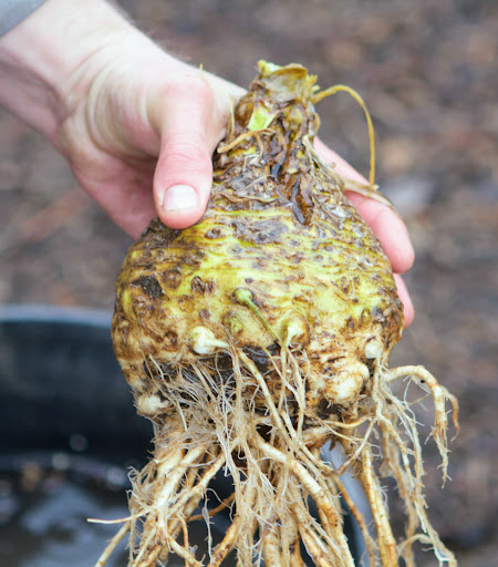 This warty-looking globe with its tangle of gnarly roots is celeriac, which grows just beneath the surface of the soil. Celeriac is a long-season vegetable that takes about 112 days to mature once it is planted. Ryan, my gardener, waited until he thought the garden soil would freeze before harvesting this year's crop, just before Christmas.