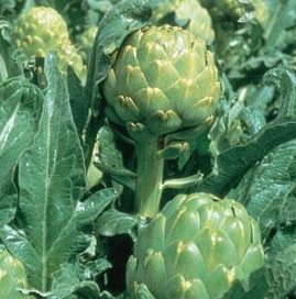 Imperial Star is specifically bred for annual production. The plants produce well-developed artichokes the first year from seed.