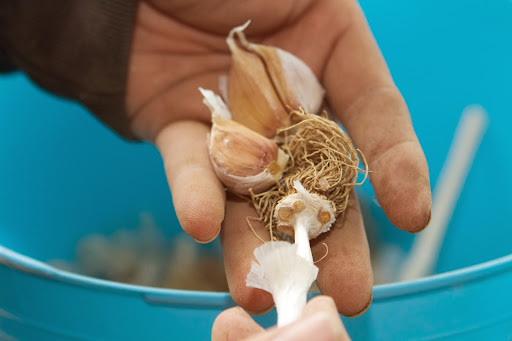 For planting purposes, the heads of garlic were broken apart into single cloves, keeping the papery husk covering the cloves intact. This is called ‘cracking’.