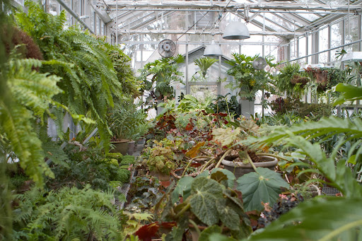 The opposite side of the greenhouse is filled with ferns, begonias, orchids, and other tropical specimens.