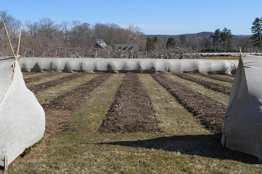 I was tempted to have all of the burlap removed a couple of weeks ago. Good thing it wasn't because we got a good 5-inches of snow last week. This is the herbaceous peony garden.