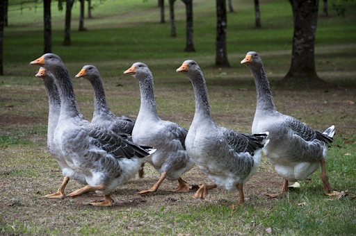 At the walnut grove, this flock of geese kept us amused. The region is known for its fine cuisine featuring goose, including foie gras.