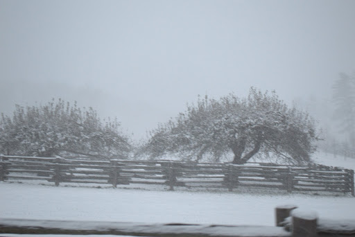 The iconic apple trees - These have been here for many, many years and I always worry about them getting damaged.