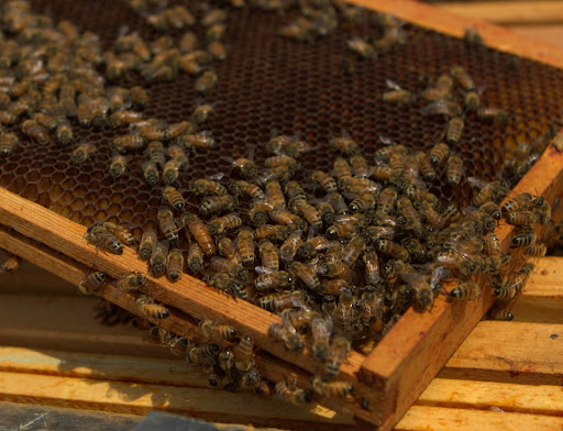 In fact, there is the queen at work! The queen bee's abdomen is noticeably longer and lighter in color than the worker bees surrounding her.