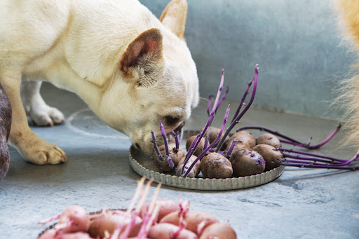 On this Daily Wag edition, the Frenchies learned how to plant potatoes.
http://dailywag.marthastewart.com/2013/05/do-you-know-how-to-plant-potatoes.html