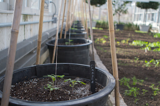 Tomato plants are growing in large pots on this far wall. The string and bamboo will act as supports.