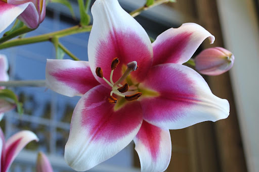 A close-up view of one of these spectacular flowers