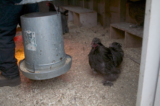 As my needs evolved, I enlarged the chicken yards and built more coops. This feeder contains egg-laying pellets, which provides the proper nourishment to form healthy eggs.