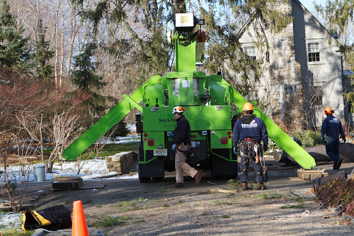 Because so many trees were being removed, a tree crane was brought in to facilitate the process. Stabilizing extensions help to keep the crane grounded.