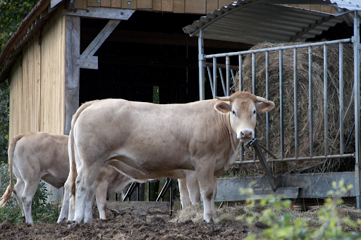 These are Blonde d'Aquitaine cows - a very old breed that can be traced to the Middle Ages, when the cattle were used to pull carts carrying weapons and goods.