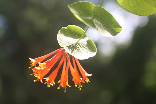 This is a coral honeysuckle, which is a relatively common and non-fragrant variation of honeysuckle.