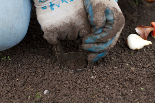 With very little effort, Gyurme pushes it into the soil.