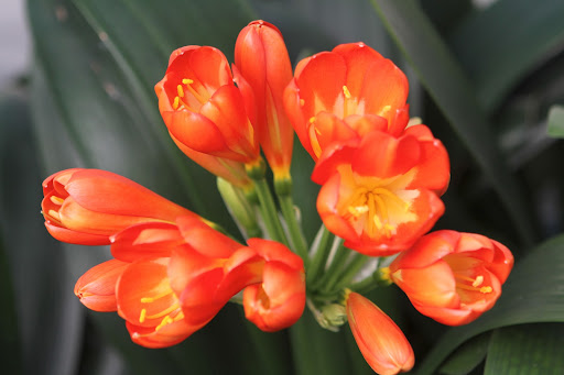 Although there are four species in the genus, it is the Clivia miniata that is most commonly found in cultivation in the United States.