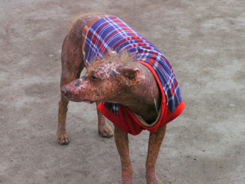 A close up of a hairless Peruvian dog - This ancient breed predates even the Inca’s. Folklore describes them as hot to the touch and mystical. He was indeed hot to the touch and a bit scaly.