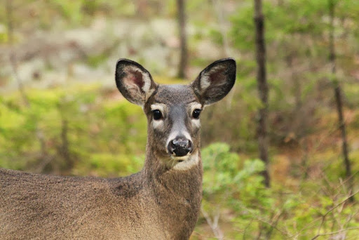 This was one of the does traveling with the buck. There is no hunting season for deer on the Island and now there are just too many of them. They are out all day long and don't flinch when you approach them. They eat everything.