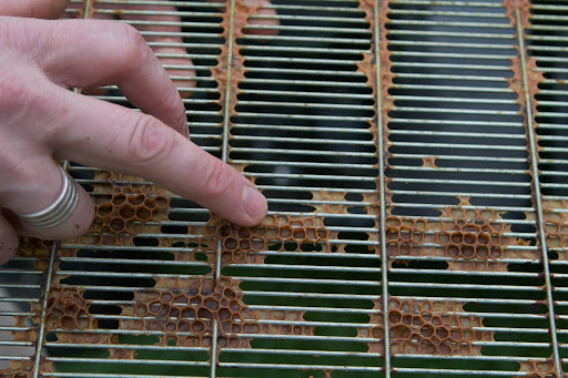 This hexagonal grid is made of beeswax, which the bees build for creating new brood and for storing honey.