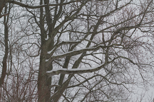 Wet snow is very heavy and can cause tree limbs to break. When that happens, many power lines can also be broken.