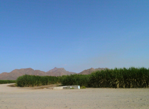Corn and sugar cane fields on our way out to the Sipan excavation site.
