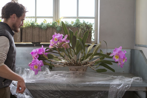 The plant was too big to fit into a bin or carton, so after some pondering, Ryan thought that wrapping it in a sheet of painter's plastic would offer enough protection from the cold.