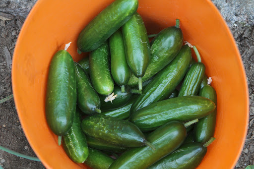 Ryan also grows a seedless, snack-size cucumber called Rocky, which also does well in a greenhouse setting. That's a lot of cukes for one picking!