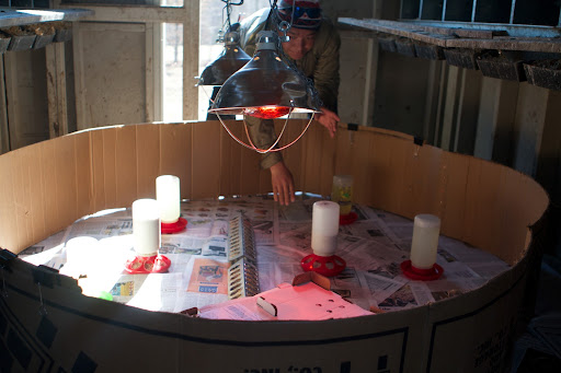 Chicks need to be kept nice and hot during their first weeks, so two heat lamps were suspended over the brooder. Red heat bulbs are used because they shine darker than bright white bulbs, making it easier for the chicks to sleep.