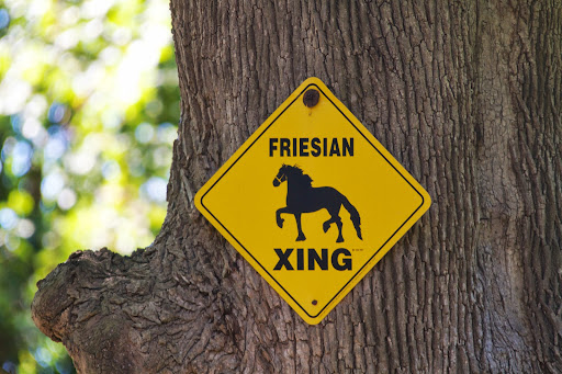 When I first got my team of Friesians, a friend gave me this sign, which is posted outside one of the gates of the farm. The Friesian is a horse breed originating in Friesland, Netherlands.
