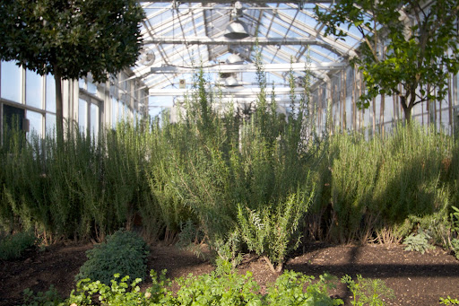 Rosemary loves growing in this greenhouse! Rosemary is a woody, perennial herb with fragrant, evergreen, needle-like leaves.