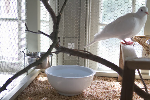White doves are very clean birds and they really love a good bath. The water in the bowl is changed frequently.