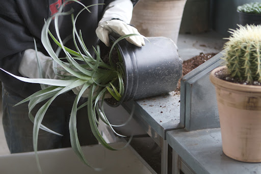 This is an astelia 'Silver Shadow', an evergreen perennial highly prized for its tall silver leaves.