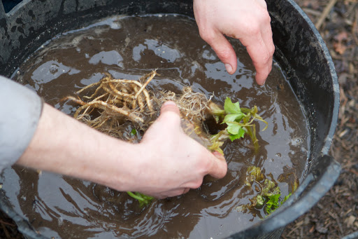 It's little wonder that celeriac has been called 'the ugly one' and the 'unsung hero of the vegetable world'.