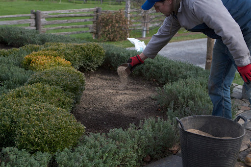 He then sprinkles it lightly over the soil.