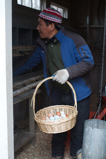 Because the feed is carefully designed for maximum, healthy production all year long, the eggs all have brilliant yellow yolks, thick whites, and hard shells.