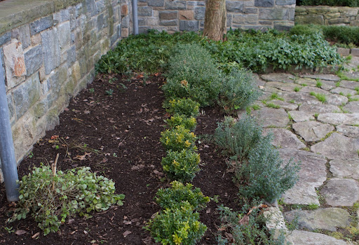 This long border was to be planted with a species tulip called Ice Stick.