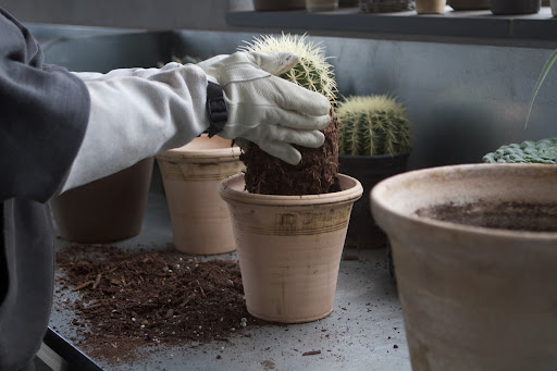 The cactus is lowered into its new pot. Since I brought back two barrel cacti, Ryan chose matching pots, which will look nice as a pair when he decorates my home with plants when I entertain.